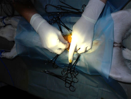 Faciliteiten Chirurgie castratie teef eerste snee